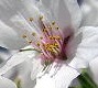 But for a Blossom
